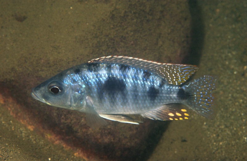 Otopharynx spelaeotes 'Makonde'